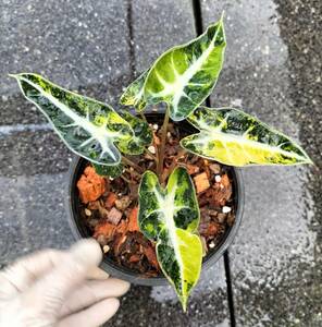 日本初上陸かな！アロカシア　Alocasia bambino Aurea var No1・Alocasia bambino var No3 モンステラ　苗