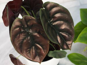 Alocasia cuprea Red NO4 アロカシア クプレア レッド　5株入り