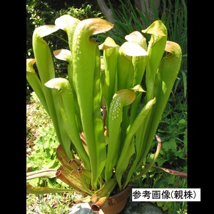 食虫植物　サラセニア Sarracenia minor (Large Form) CK3芽あり