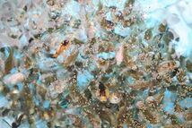 送料無料 1kg 1mm エサ 稚魚 らんちゅう 魚粉67%上級グレード ランチュウ_画像1