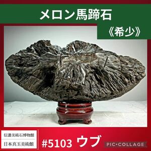 【クリスマスビッグ特売！】水石盆栽 メロン馬蹄石 ウブ 横23×高11×奥行11(cm) 3.14kg 骨董盆石鑑賞石観賞石太湖石 5103