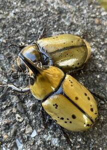 ティティウスシロカブト（Dynastes tityus）★ 【３令幼虫×２ＰＡ】★