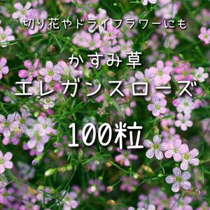 【エレガンスローズのタネ】100粒 種子 種 かすみ草 ジプソフィラ カスミソウ