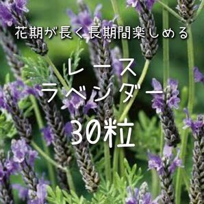 【レースラベンダーのタネ】30粒 種子 種 花 