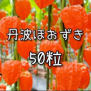 【ほおずきのタネ】50粒 種子 種 ホオズキ 鬼灯 仏花 切り花 観賞用