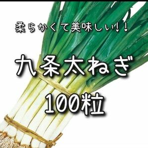 【九条太ねぎのタネ】100粒 種子 種 ネギ 野菜