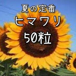 【ヒマワリのタネ】50粒 種子 種 大輪 向日葵 ひまわり 切り花にも 夏