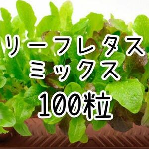 【リーフレタスのタネ】100粒 種子 種 ベビーリーフ 野菜