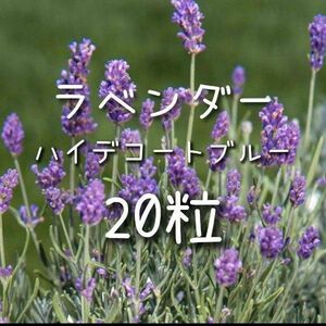 【ラベンダーのタネ】20粒 種子 種 ハーブ 花