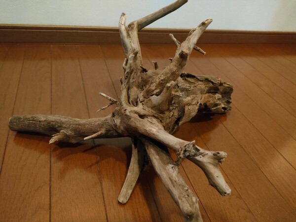 ☆天然流木 水槽 1点物 アクアリウム オブジェ アート 50×37×26cm 大和川 爬虫類 とかげ ヘビ インテリア 魚 めだか 隠れ家
