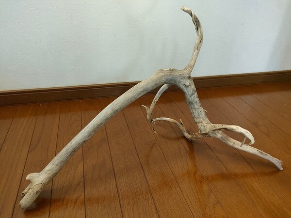 ☆天然流木 水槽 1点物 アクアリウム オブジェ アート 66×30×39cm 大和川 爬虫類 とかげ ヘビ インテリア 魚 めだか 隠れ家