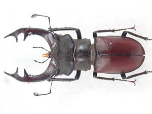 S.Mahren Umgebung Wrocaw のデータであった /Lucanus cervus 77mm ＊産地について修正しました、説明に記入