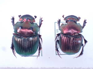 イグネウスニジダイコク亜種 floridanus ♂♀/アメリカ フロリダ州