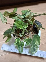 観葉植物 ペペロミア ニューピンクレディ 2株 抜き苗_画像1