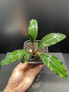 ~新春初売り！~ ブセファランドラcf.モトレイアーナSerian産　2010年入荷　Bucephalandra 2024円~スタート