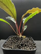 ~初売り~ TB便 Bucephalandra akantha Entikong Kab.Sanggau ブセファランドラ　2024円~スタート_画像4