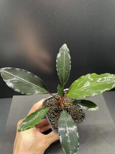 ~初売り~ TB便 Bucephalandra akantha Entikong Kab.Sanggau ブセファランドラ　2024円~スタート