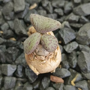 【飛竜園】F-296 特選 希少種 珍奇植物 塊根植物 Tylecodon nolteeiの近似種 チレコドン ノルティ 実生3年株