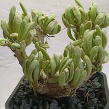 【飛竜園】F-307 多肉植物 オトンナ クラビフォリア Othonna clavifolia 塊根植物 実生4年株 極太株 _画像4