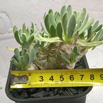 【飛竜園】F-311 塊根植物 冬型品種 Othonna retrorsa /オトンナ レトロルサ 実生4年株 極太株 極美株_画像5