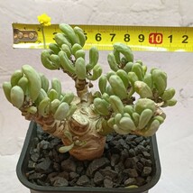 【飛竜園】F-329 多肉植物 オトンナ クラビフォリア Othonna clavifolia 塊根植物 実生4年株 極太株 _画像7