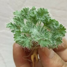 【飛竜園】F-351 冬型品種 希少種 ペラルゴニウム カロリ ヘンリキ pelargonium carolihenrici 特選 実生 極太美株_画像6