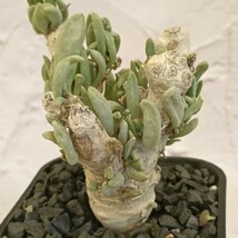 【飛竜園】F-551 多肉植物 オトンナ クラビフォリア Othonna clavifolia 塊根植物 実生4年株 極太株 _画像3