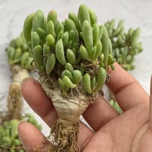 【飛竜園】F-725 多肉植物 オトンナ クラビフォリア Othonna clavifolia 塊根植物 実生3年株 極太株 6株同梱_画像3