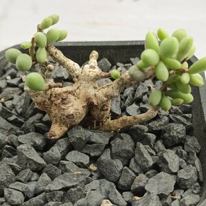 【飛竜園】F-735 塊根植物 激レア チレコドン・スカエフェリアヌス Tylecodon schaeferianus 特選 極上株