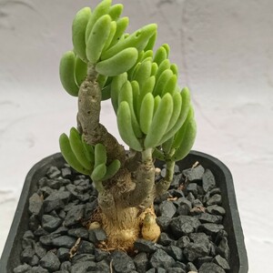 【飛竜園】F-736 特選 塊根植物 激レア サボテンチレコドン デシピエンス Tylecodon decipiens Grootmis 極太株 極美株