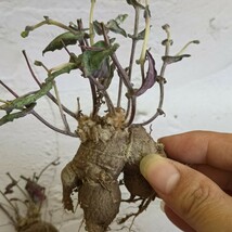 【飛竜園】F-062 塊根植物 Othonna perfoliata オトンナ パーフォリアータ 多肉植物 実生選抜 4株_画像5