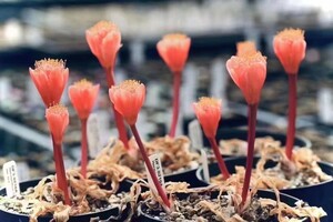 【飛竜園】F-297 珍奇植物 球根植物 希少品種 Haemanthus crispus ハエマンサス クリスパス 特選 1株