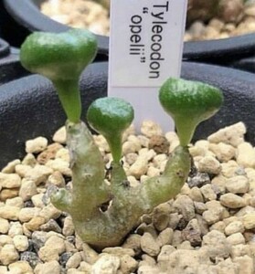 【飛竜園】F-530 激レア高級品種 珍奇植物 多肉植物 Tylecodon opelii 特選 稀少5株 