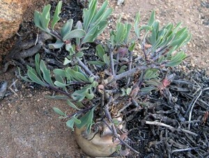 【飛竜園】F-738 塊根植物 Othonna retrofractaオトンナ・レトロフラクタ特選 2株 