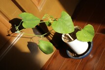 アリストロキア ギガンテアvarブラジリエンシス　aristolochia ウマノスズクサ 観葉植物　奇花_画像2