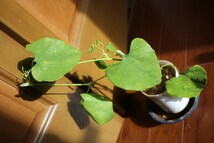 アリストロキア ギガンテアvarブラジリエンシス　aristolochia ウマノスズクサ 観葉植物　奇花_画像5