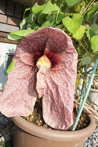 アリストロキア ギガンテアvarブラジリエンシス　aristolochia ウマノスズクサ 観葉植物　奇花