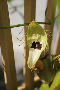 アリストロキア 　spコスタリカ　aristolochia 　ウマノスズクサ 　希少　観葉植物　奇花 