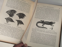 1889年 洋書 チャールズ・ダーウィン ビーグル号航海記 CHARLES DARWIN 戦前 ビンテージ アンティーク 英語 自然誌 生物地理学 進化論_画像7