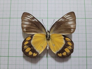 蝶標本。クエニーカザリシロチョウ。南スラウェシ産