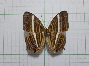 蝶標本。シロオビイシガケチョウ。南スラウェシ産
