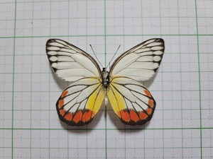 蝶標本。ヒパレーテカザリシロチョウ。西ジャワ産