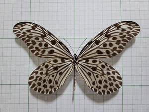 蝶標本。ホソバオオゴマダラ。西ジャワ産