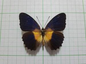 蝶標本。ラマルキィハレギチョウ。タヤンド産