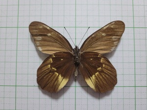 蝶標本。ベナスカザリシロチョウ。南スラウェシ産