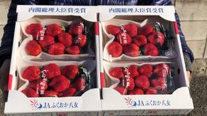 福岡県産 いちご 博多 あまおう 秀品 4パック (約1kg)