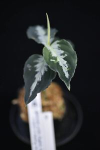 9. Aglaonema pictum Bengkulu Sumatra T-140523 Di belakang gunung アグラオネマ　ワイルド採集株