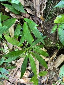 1. Homalomena sp. Bengkulu Sumatra T-140523 Di belakang gunung ワイルド採集株　ホマロメナ