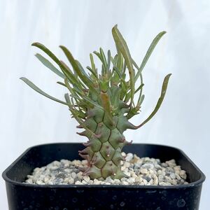 ユーフォルビア スコエンランディ 闘牛角 実生 Euphorbia schoenlandii / 多肉植物 塊根植物 珍奇植物