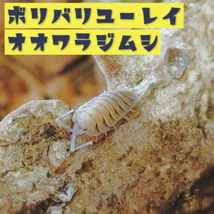 ボリバリ―ユーレイオオワラジムシ 10匹 亜成体 サイズ ダンゴムシ ワラジムシ